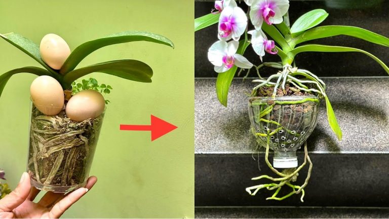 Jak správně krmit orchideje: Metoda vaječných skořápek