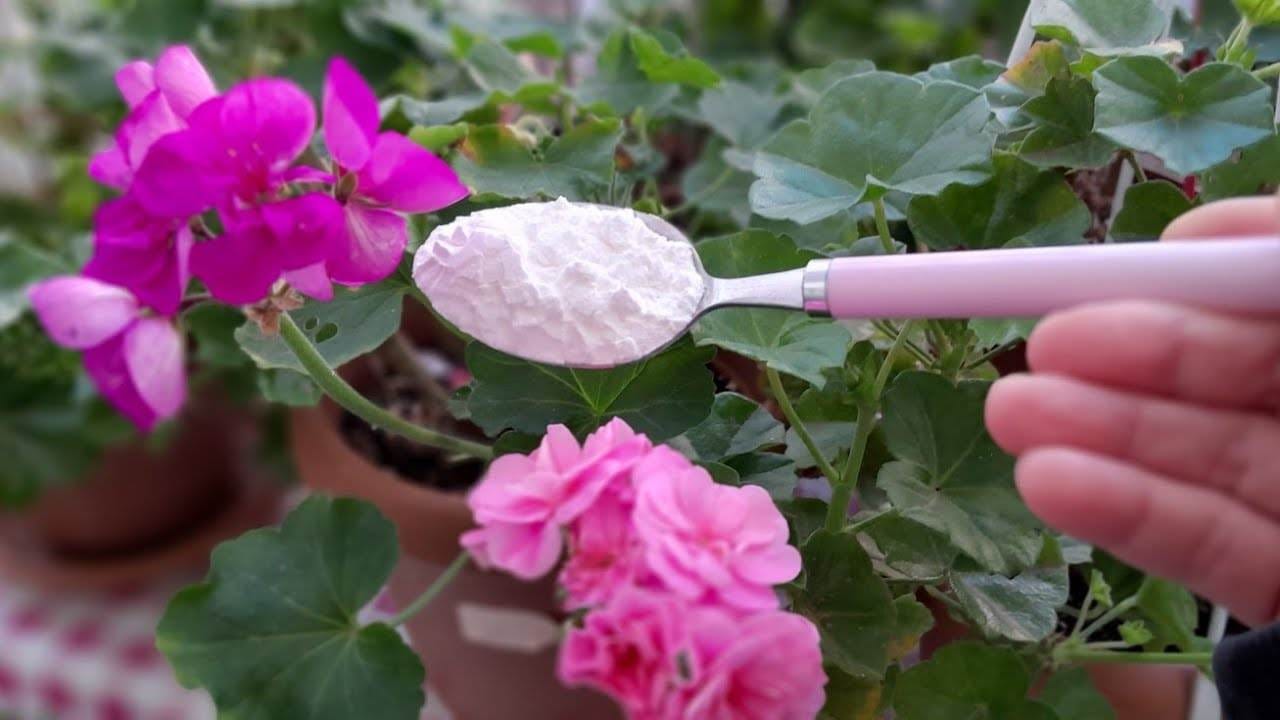 Bujné muškáty, hortenzie a orchideje se špetkou tohoto: zaručený efekt