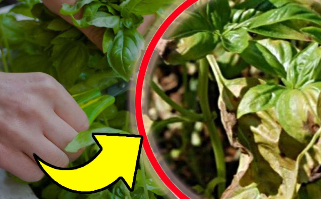 Zkažená bazalka, můžete ji obnovit během několika minut – starý trik mé babičky!