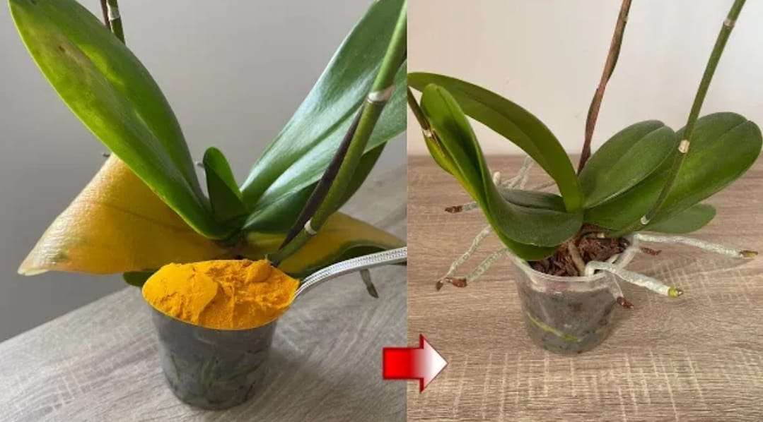 Stará a zažloutlá orchidej, přísada, která ji okamžitě vzkřísí