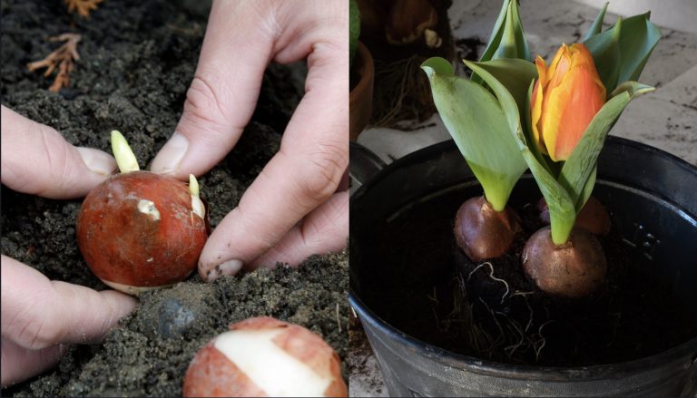 Jak zasadit cibulky tulipánů v zimě: Tipy, jak to udělat lépe