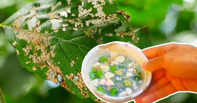 Jak vyrobit zcela organický pesticid: 2 ingredience, které nečekáte