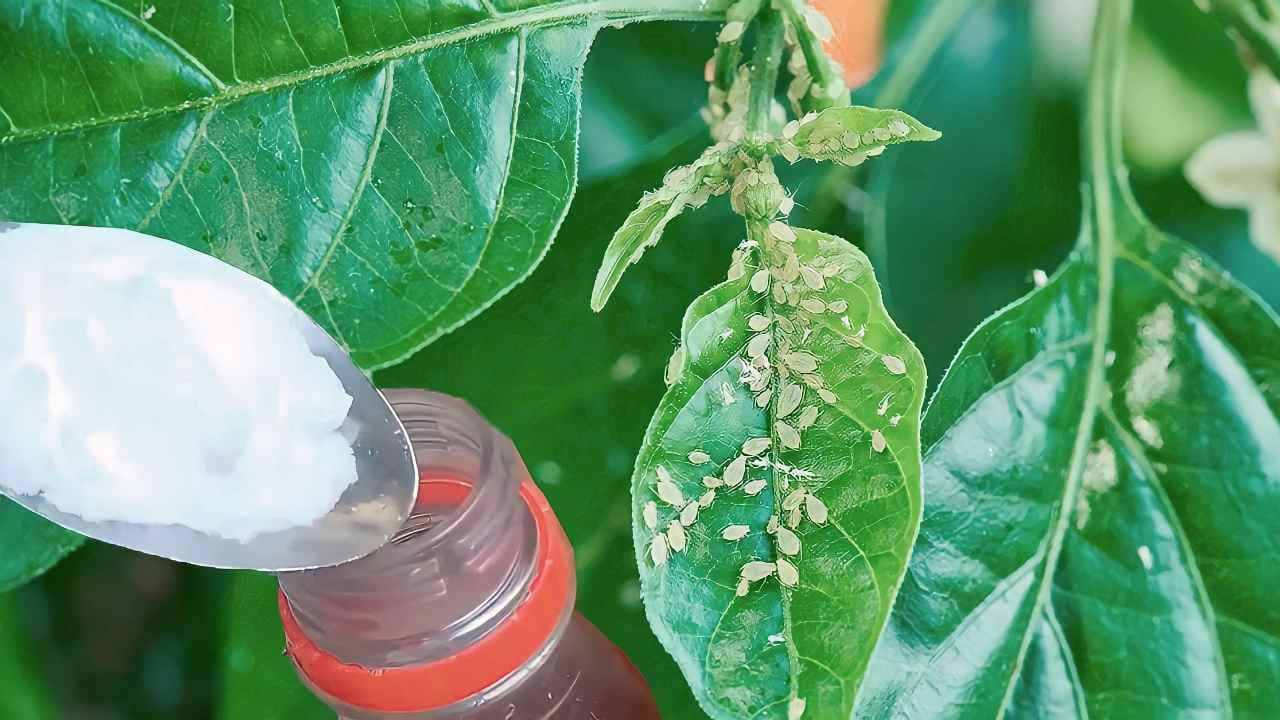 Sbohem parazitům v rostlinách s tímto DIY pesticidem: 2 ingredience stačí