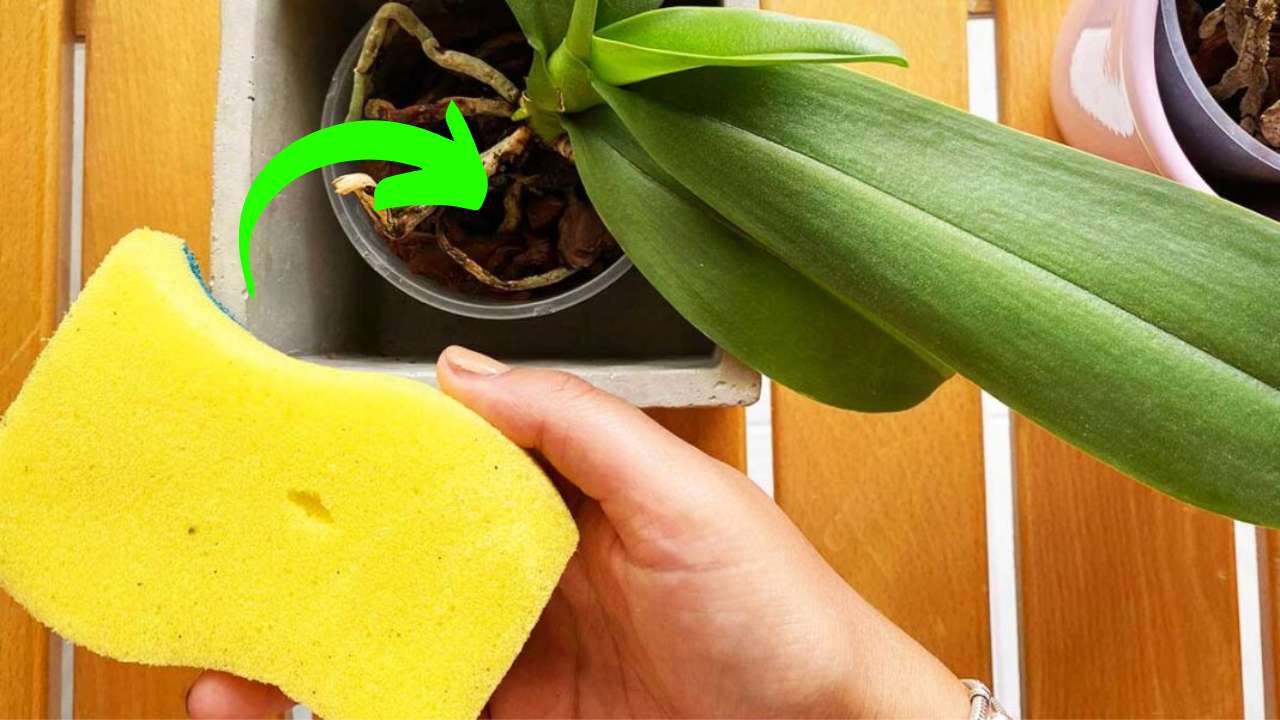 Orchidej, trik s houbou, aby kvetla: takhle jsi to ještě neměl