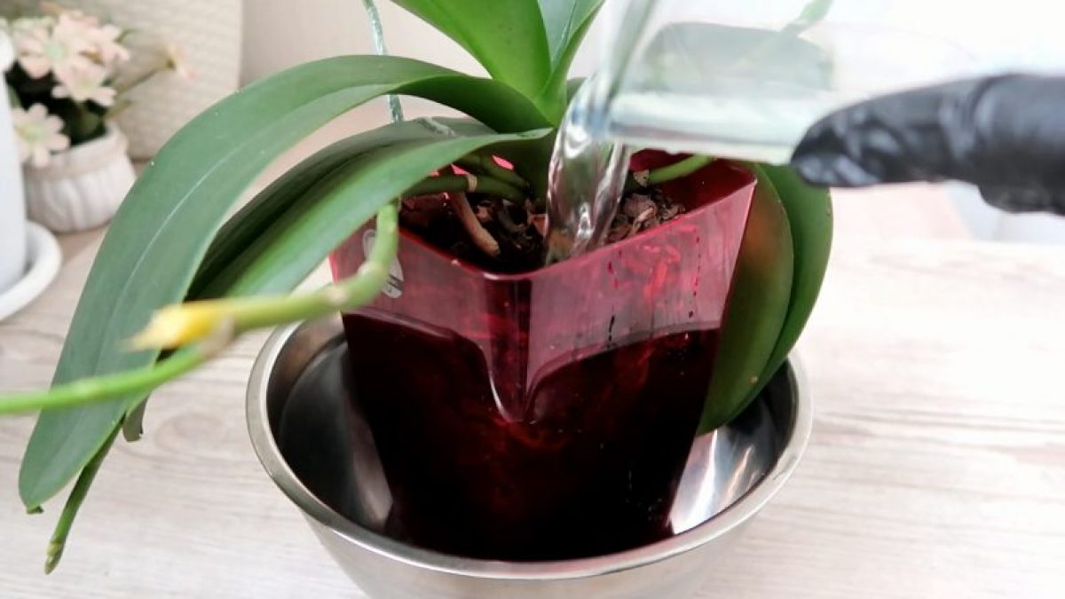 Jak rozkvést orchideje šťávou z aloe vera