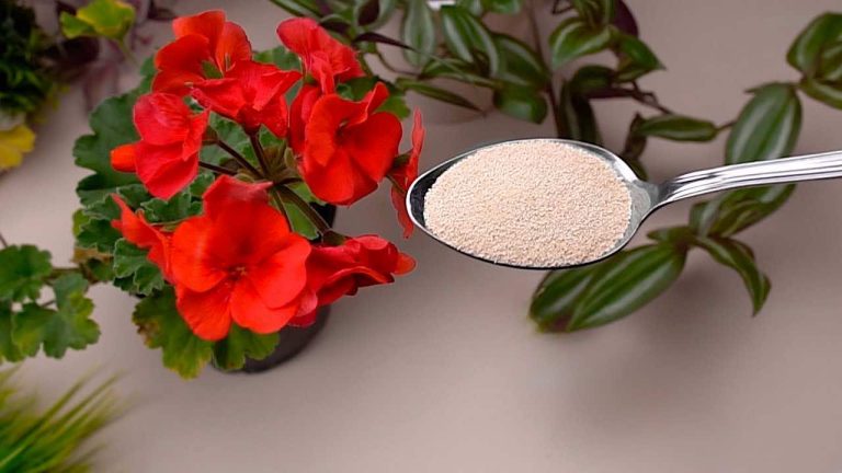 Nechte květiny kvést po celý rok s těmito dvěma přírodními ingrediencemi
