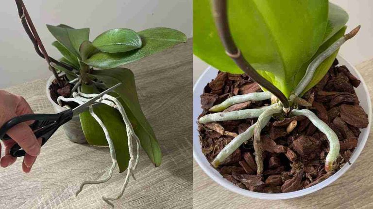 Bohaté květy a kořeny orchideje, pokud tento proces provedete jednou za měsíc