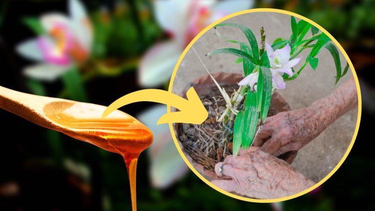 Krásná a svěží orchidej s tímto DIY balzámem, ještě nikdy nebyla tak zdravá