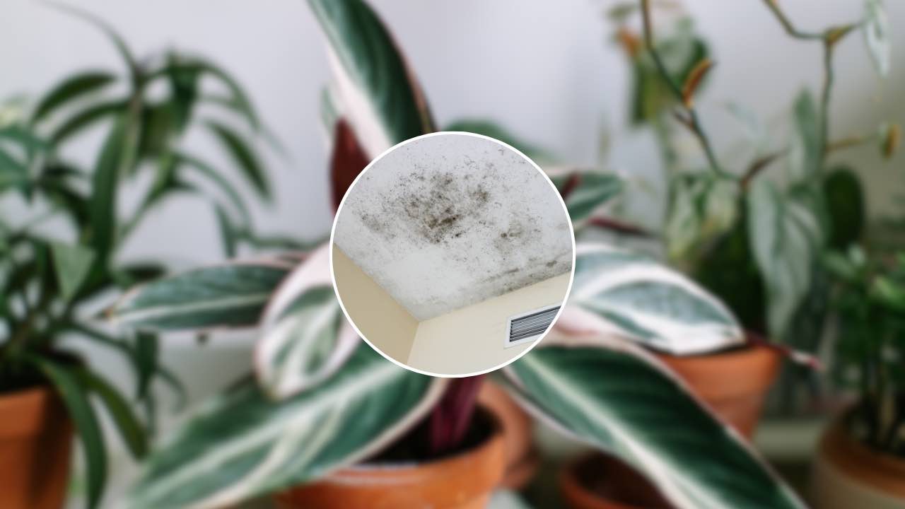 Všechny tyto aromatické rostliny zabraňují plísním u vás doma a vy o tom nevíte
