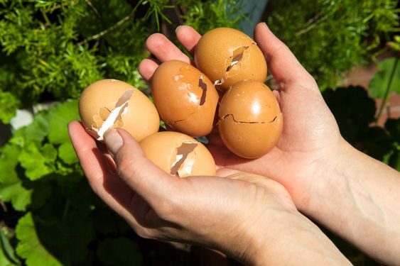 DIY hnojivo: Vyzkoušejte metodu vaječných skořápek