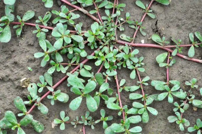Portulaka – Mnoho lidí si myslí, že je to jen plevel, já vám ukážu babičku, jak ho používala!