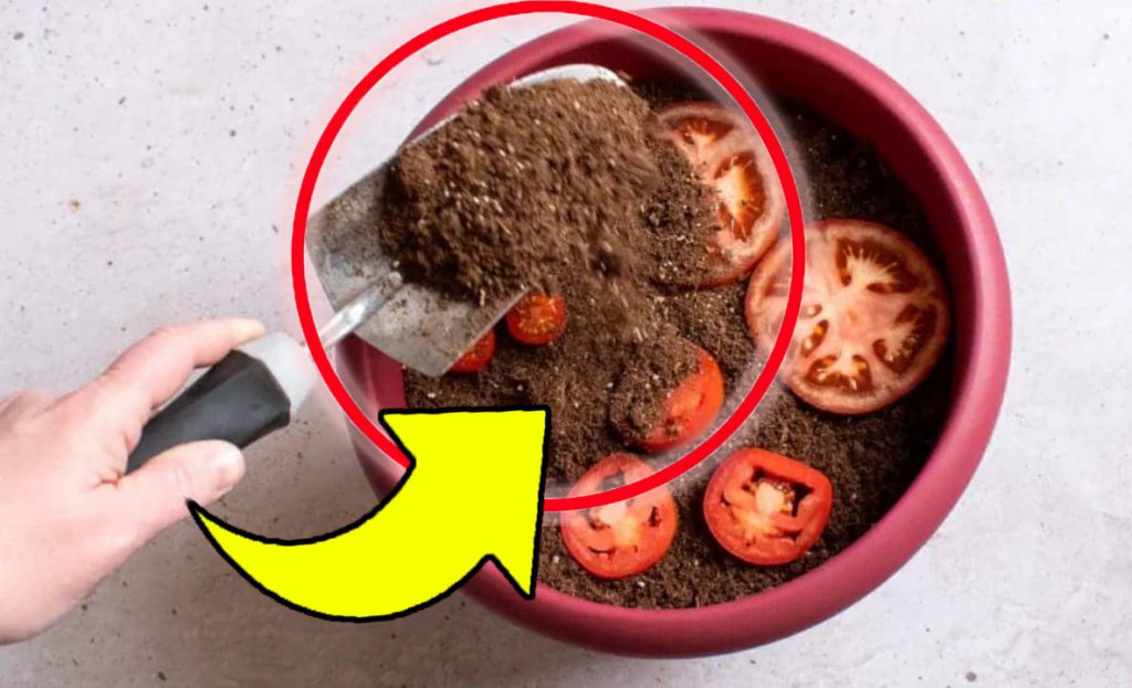 Vložte 4 plátky rajčat do země, nebudete tomu věřit | Dělají to všichni!
