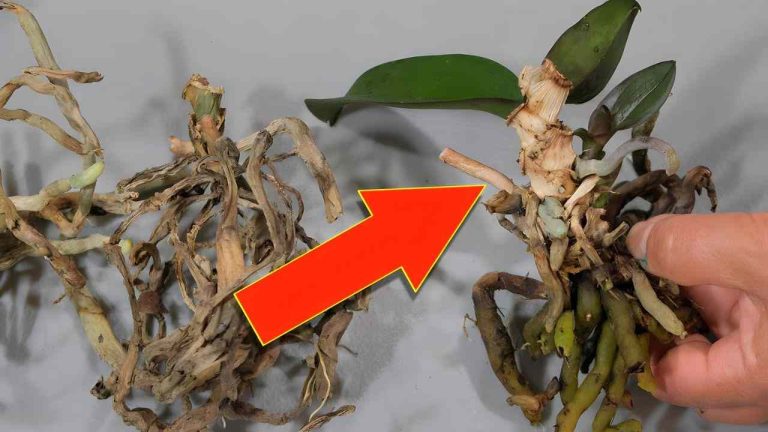 Po shlédnutí tohoto triku staré orchideje už nikdy nevyhodíte