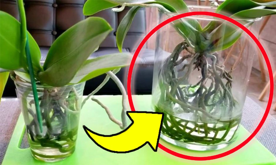 Hnijící orchidej? Tato složka vás oživí během několika dní!