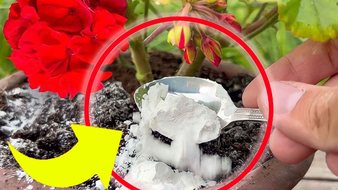 Silná a bujná pelargonie: s trikem školkaře okamžitě ožije | Jdi dát tuto přísadu do sklenice!