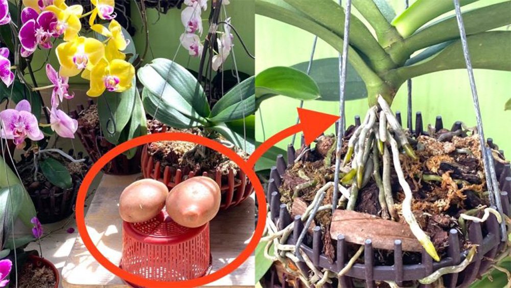 Silné orchideje s bujnými květy a rychlým růstem? Použijte brambory, to je ten trik!