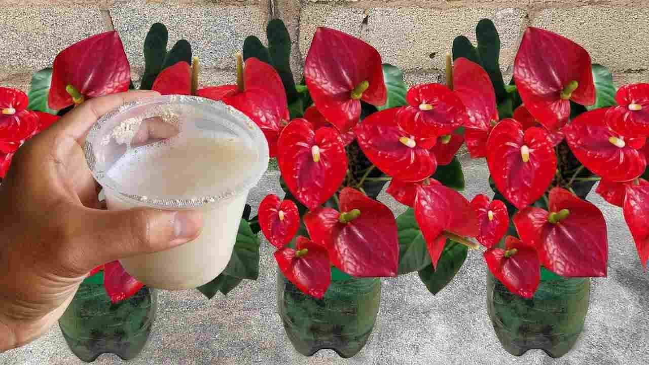 Anthurium, s touto tekutinou se květy rozmnoží během několika dní