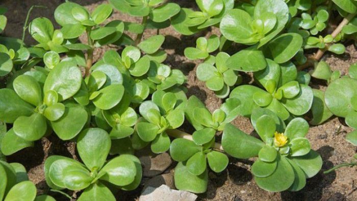 Portulaka: 14 výhod