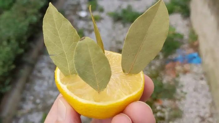 Přirozený tip: vložte bobkový list do citronu